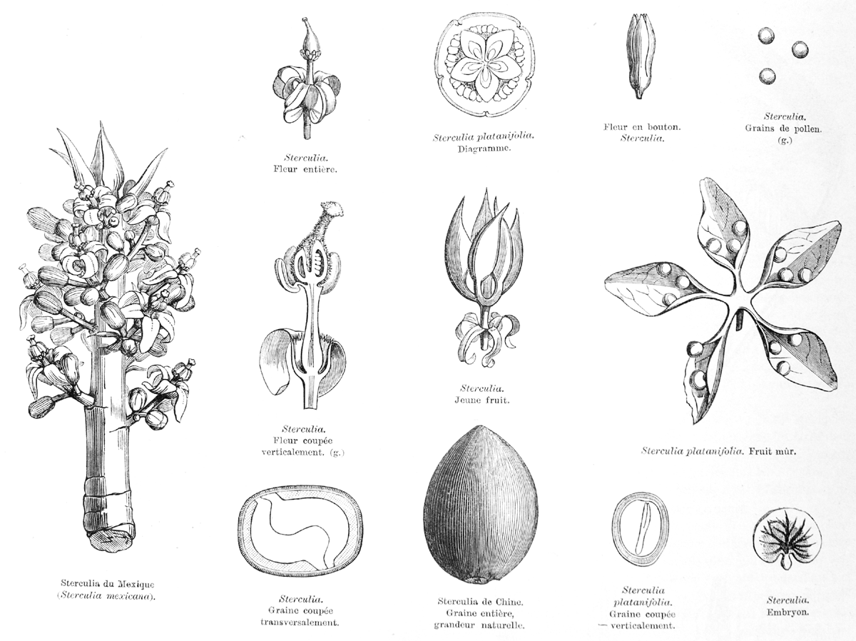 Sterculiaceae  