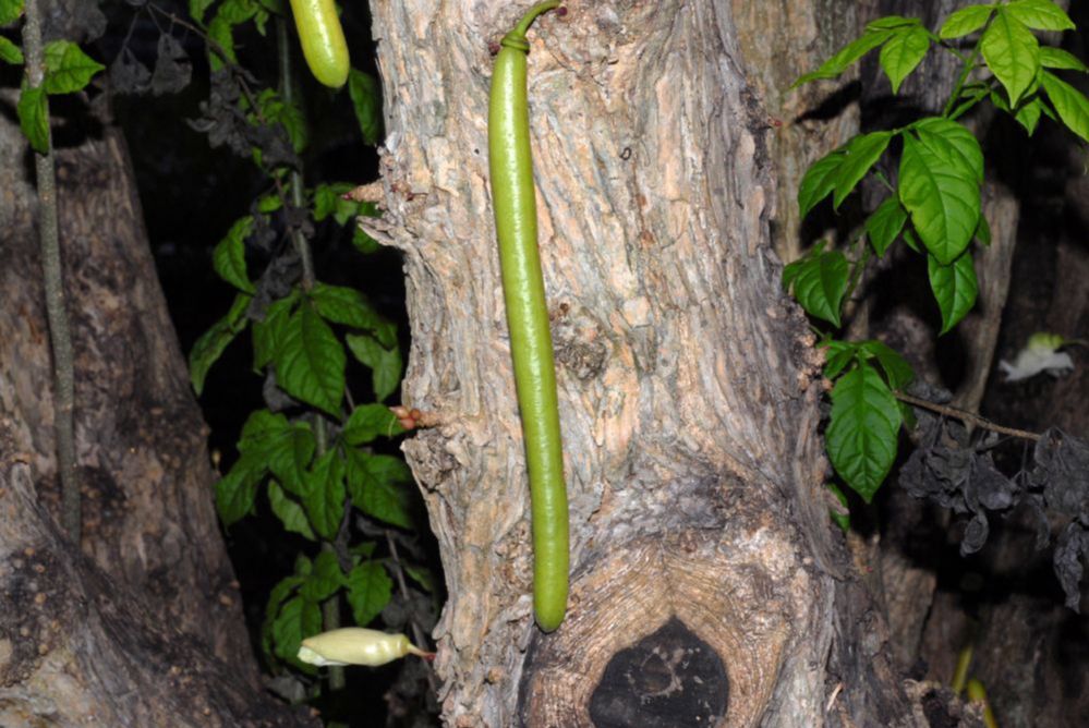 Bignoniaceae Parmentiera cereifera