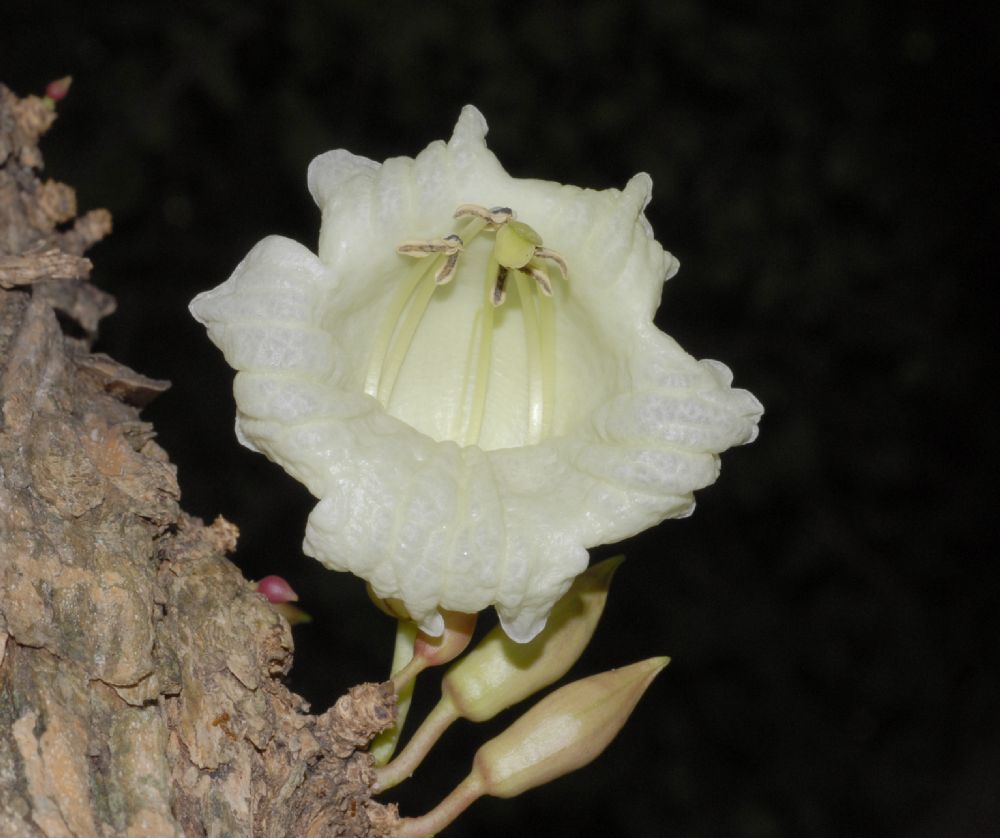 Bignoniaceae Parmentiera cereifera
