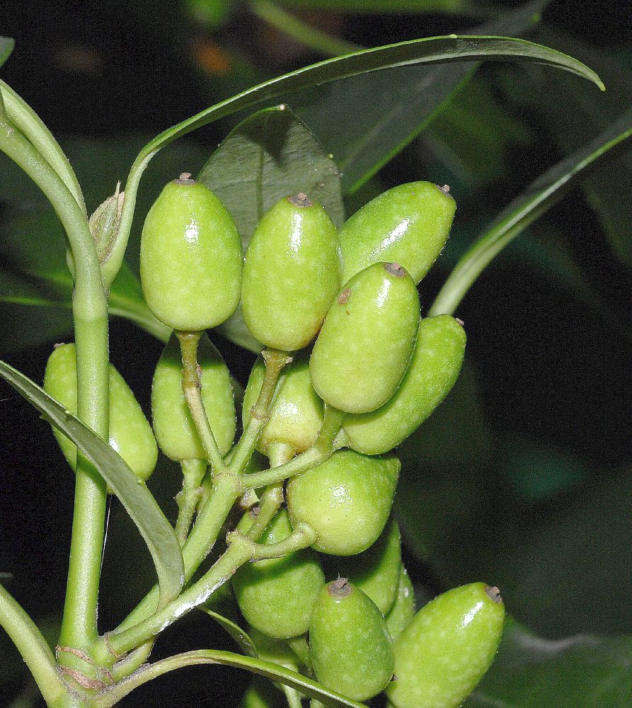 Aucubaceae Aucuba japonica