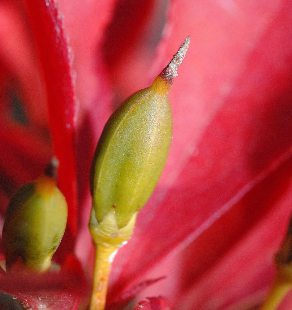 Ericaceae Enkianthus perulatus