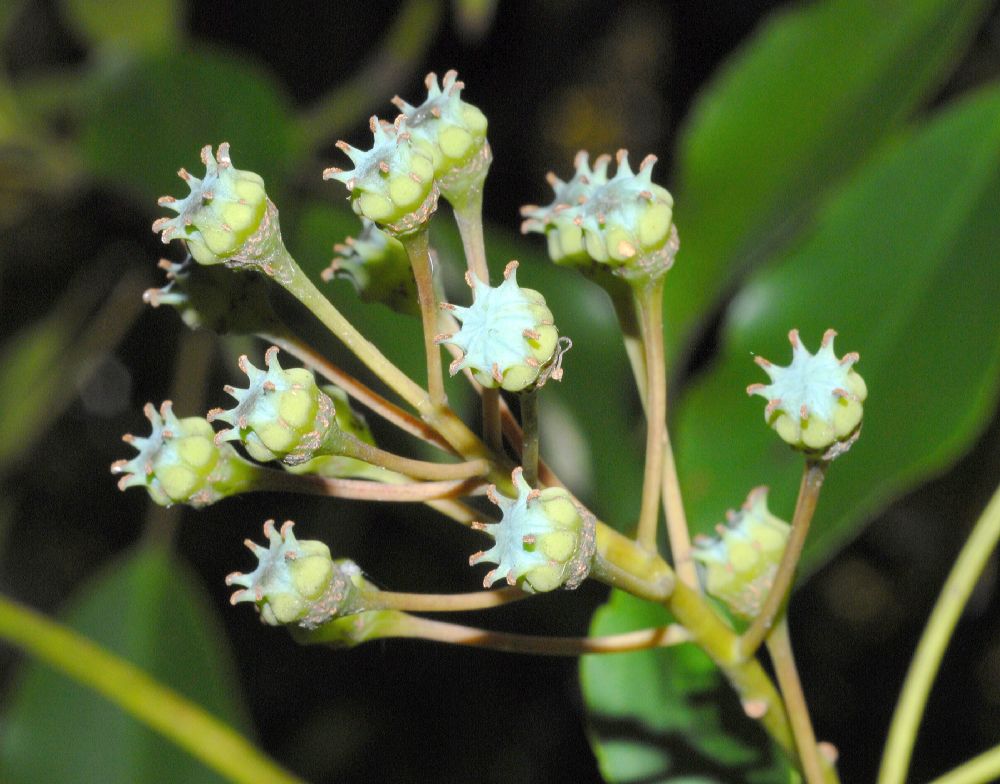 Trochodendraceae Trochodendron aralioides