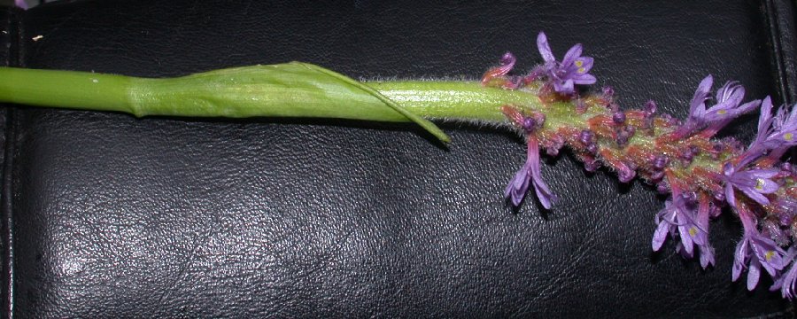 Pontederiaceae Pontederia cordata