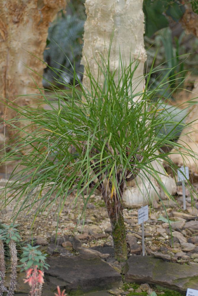 Velloziaceae Xerophyta dasylirioides