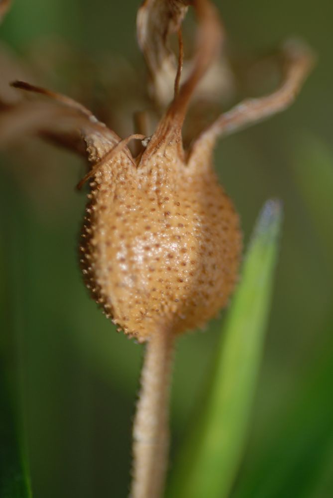 Velloziaceae Vellozia variegata