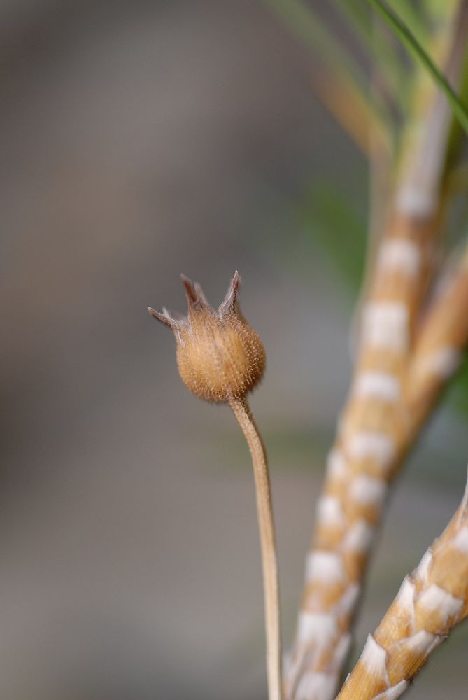 Velloziaceae Vellozia variegata