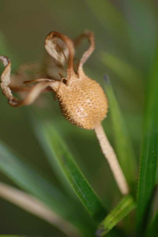 Velloziaceae Vellozia variegata