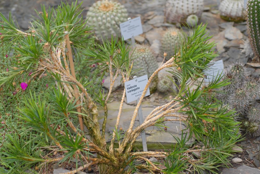 Velloziaceae Vellozia variegata