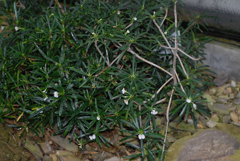 Euphorbiaceae Euphorbia robivelonae