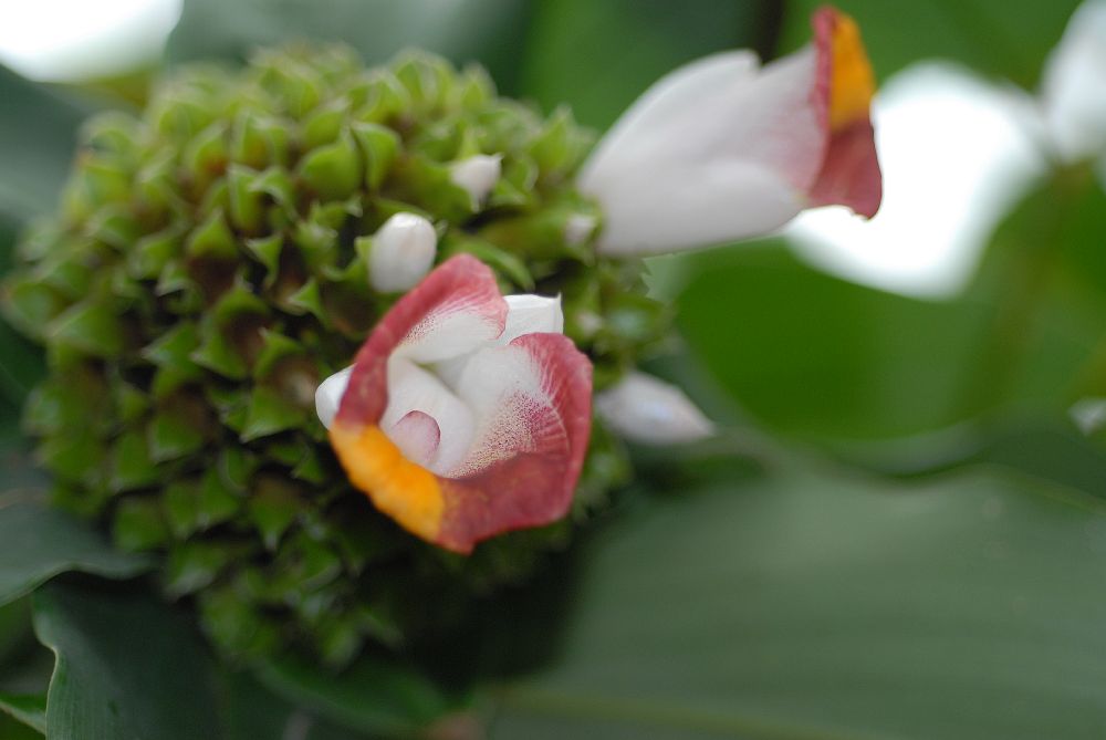 Costaceae Costus lucanusianus