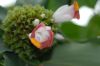 image of Costus lucanusianus