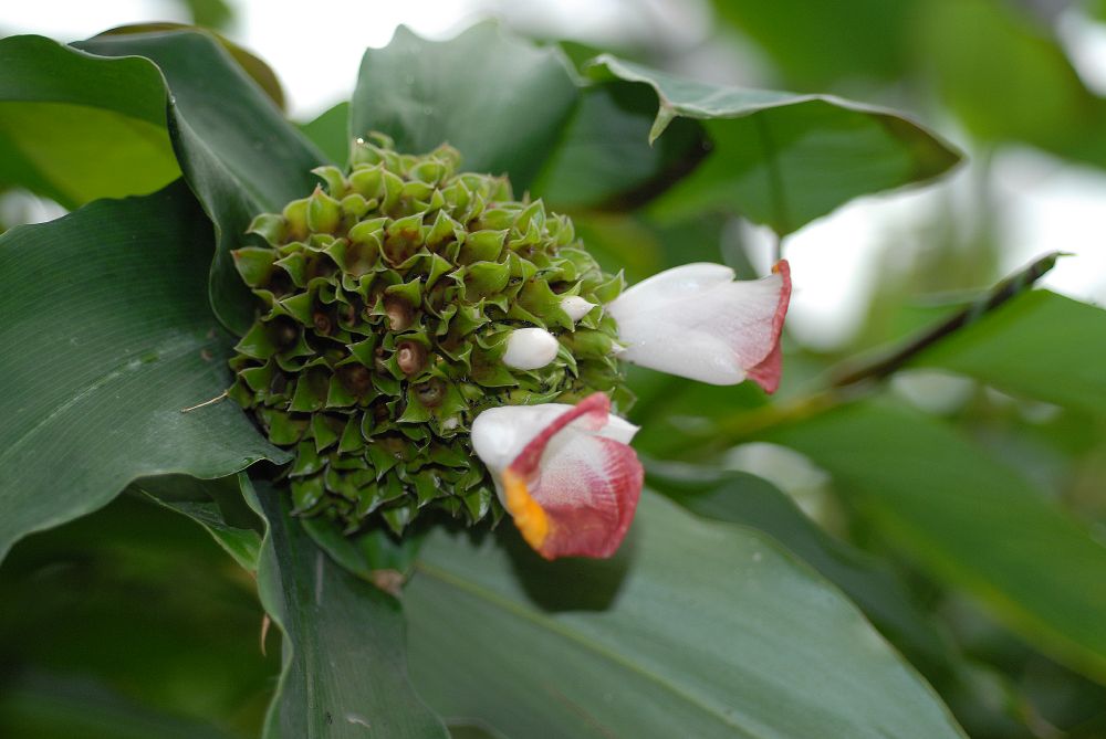 Costaceae Costus lucanusianus