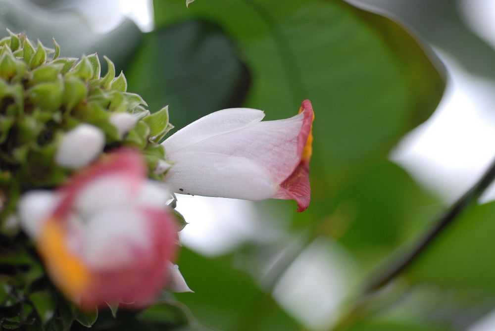 Costaceae Costus lucanusianus