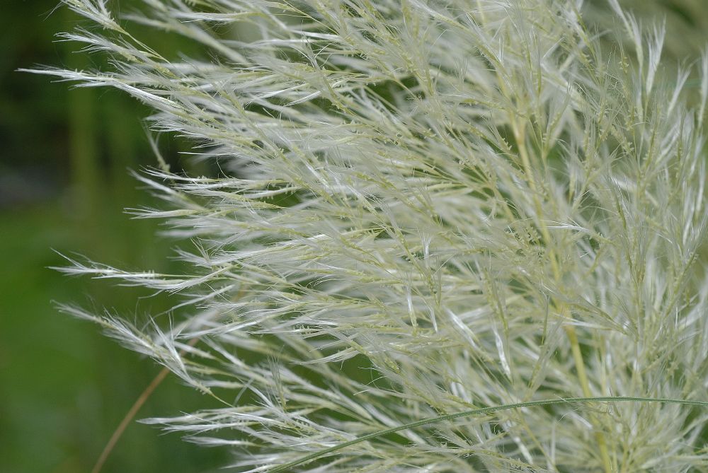 Poaceae Cortaderia selloana