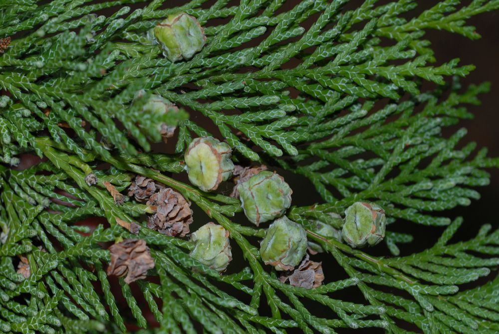 Cupressaceae Chamaecyparis lawsoniana