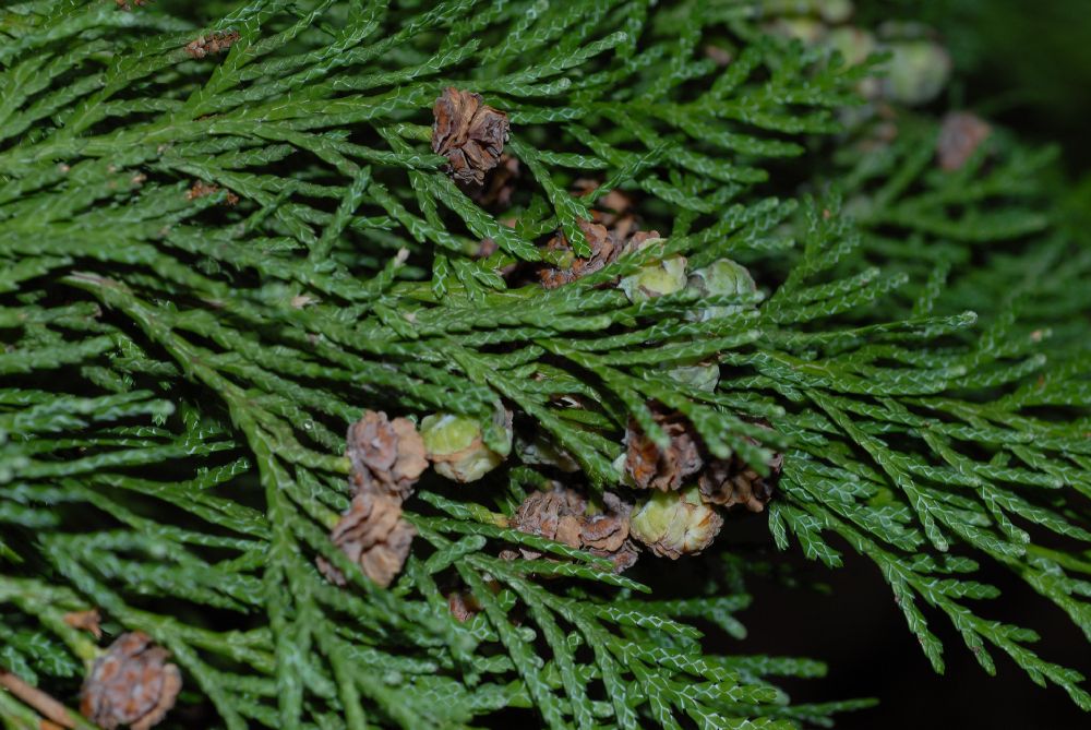 Cupressaceae Chamaecyparis lawsoniana