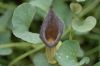 image of Aristolochia chinesis