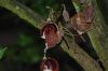 image of Aristolochia arborea