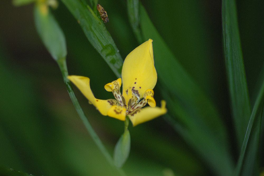 Iridaceae Trimezia sincorana