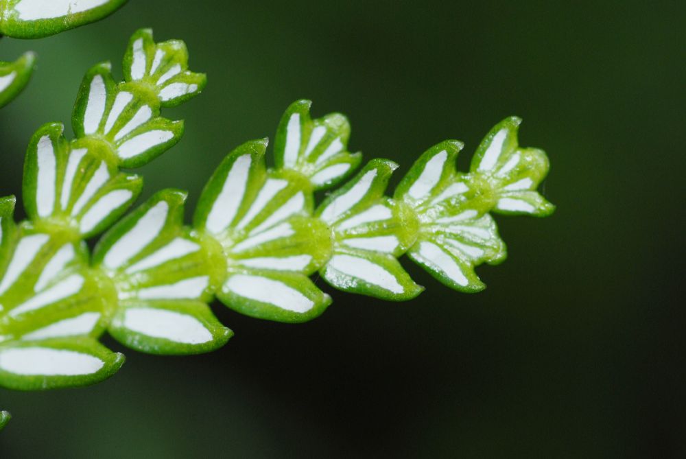 Cupressaceae Thujopsis dolabrata