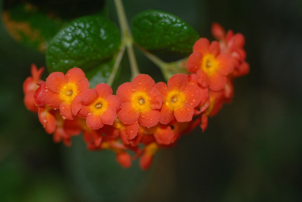 Rubiaceae Rondeletia odorata