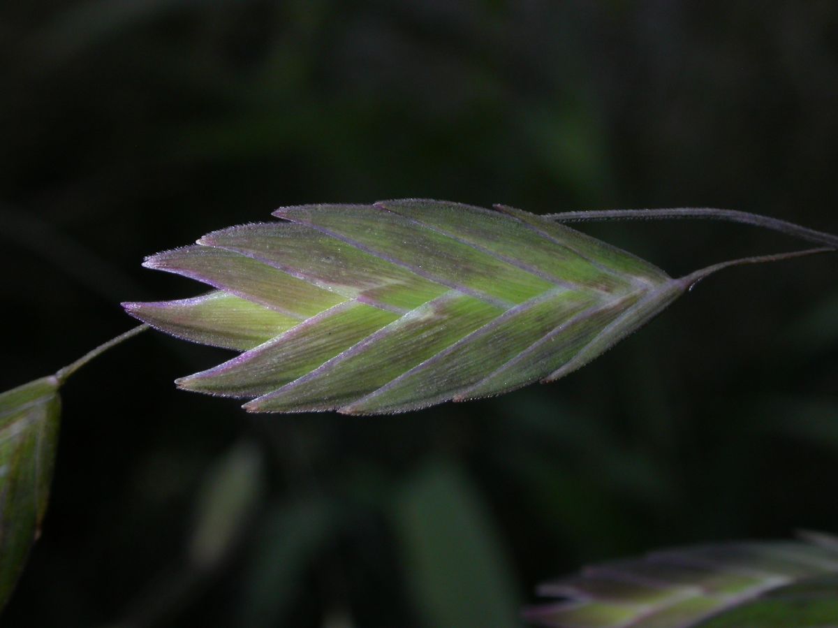 Poaceae Chasmanthium latifolium