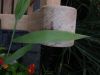 image of Chasmanthium latifolium