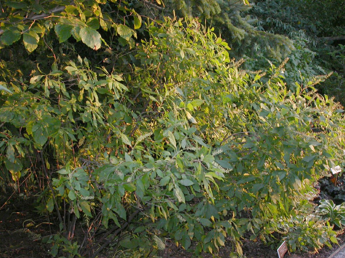 Clethraceae Clethra alnifolia