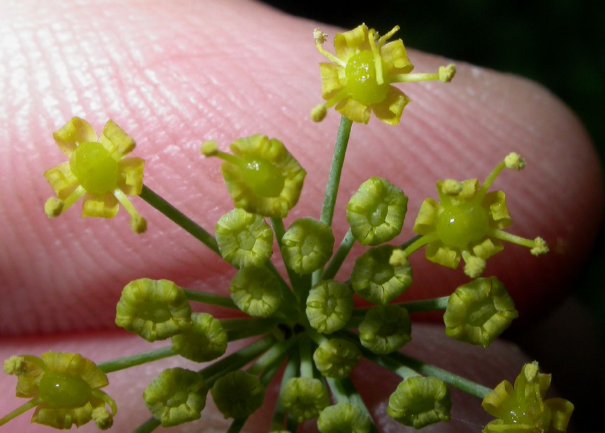 Apiaceae Foeniculum vulgare