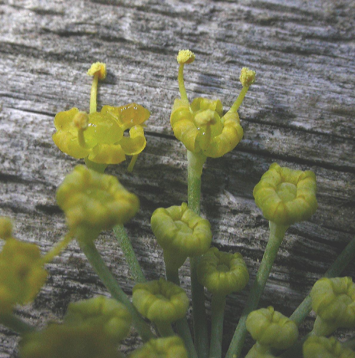 Apiaceae Foeniculum vulgare