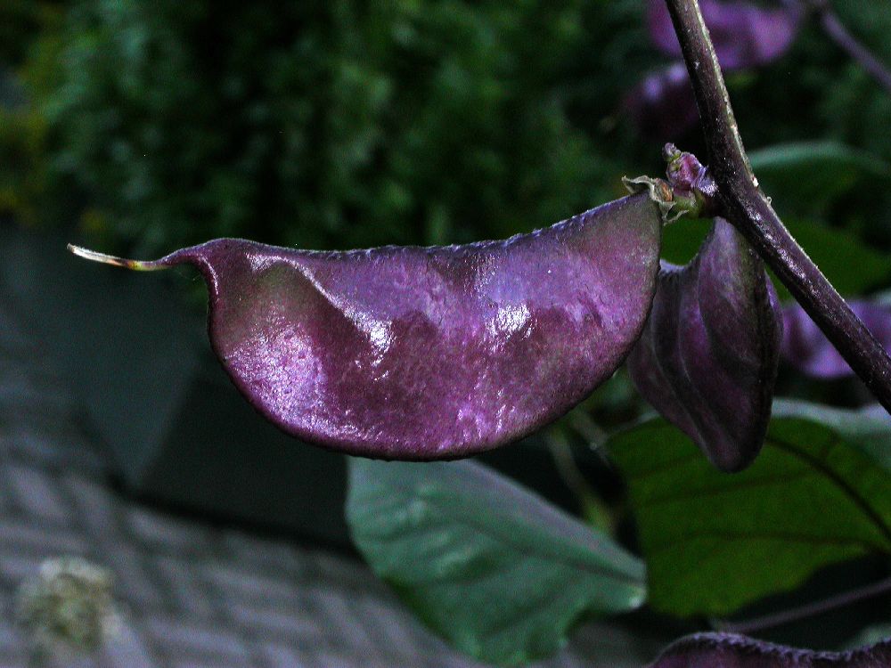 Fabaceae Lablab purpureus