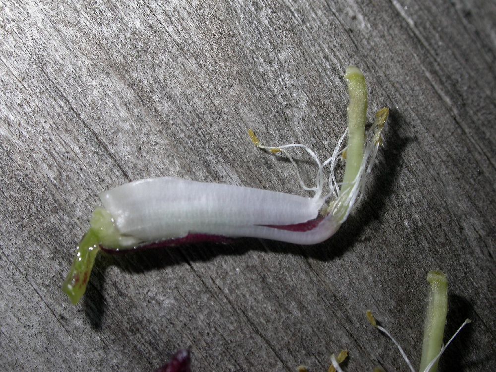 Fabaceae Lablab purpureus