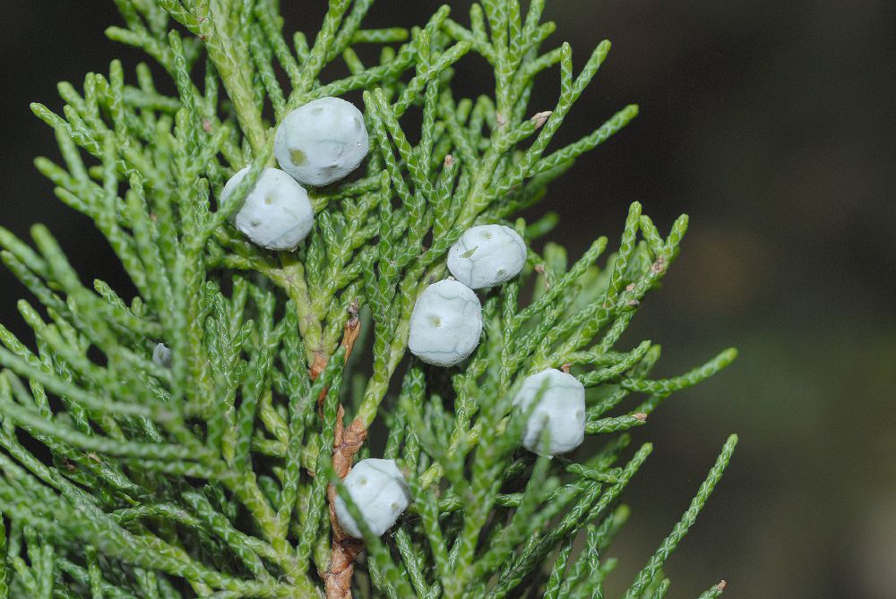 Cupressaceae Juniperus chinesis