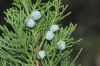 image of Juniperus chinesis