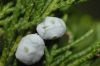 image of Juniperus chinesis