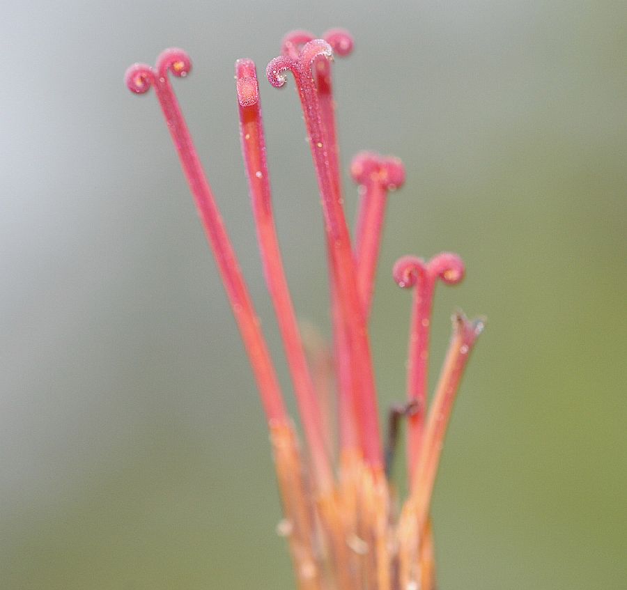 Asteraceae Mutisia acuminata