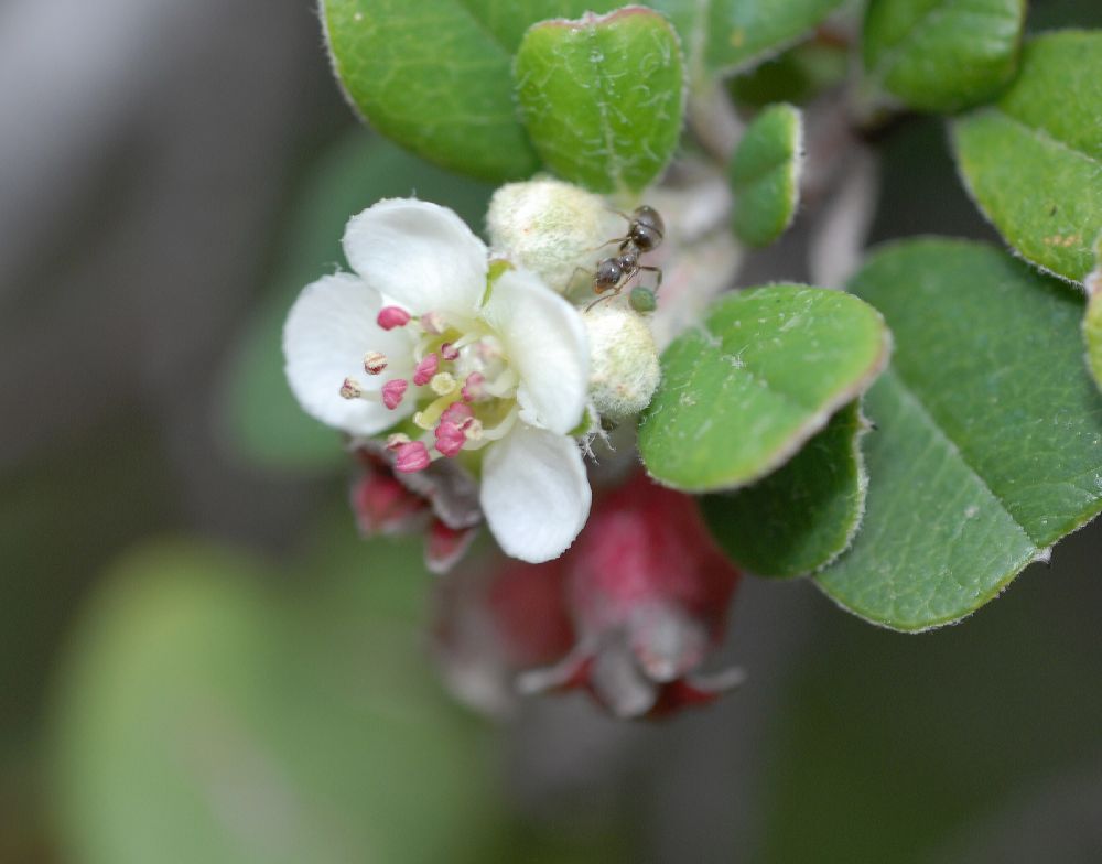 Rosaceae Amelanchier denticulata