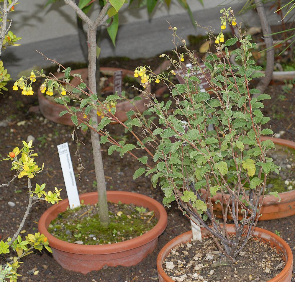 Byttneriaceae Hermannia althaeoides