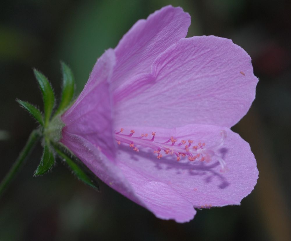 Malvaceae Alyogyne huegelli