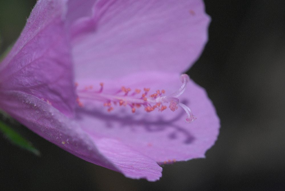 Malvaceae Alyogyne huegelli