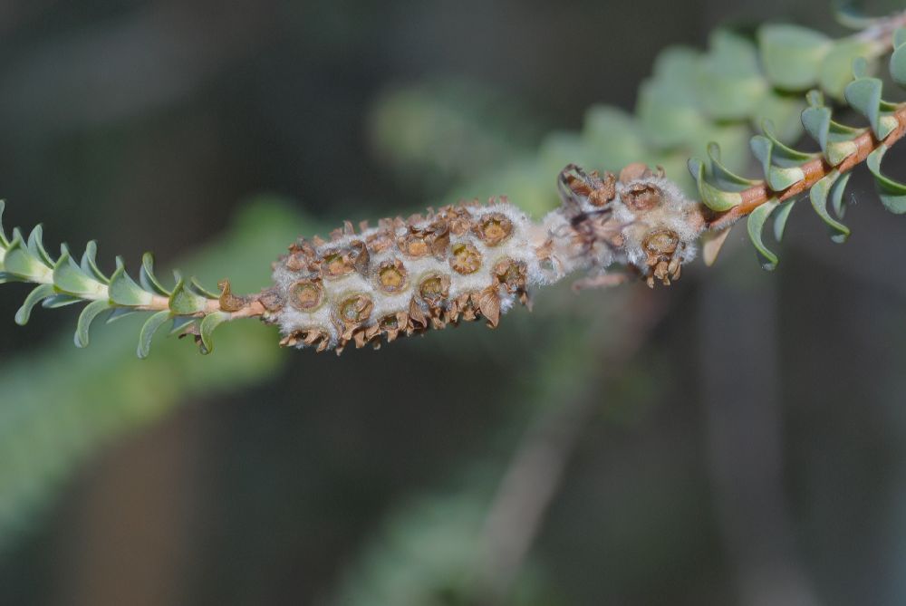 Myrtaceae Beaufortia orbifolia