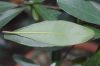 image of Beaufortia orbifolia