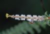 image of Beaufortia orbifolia