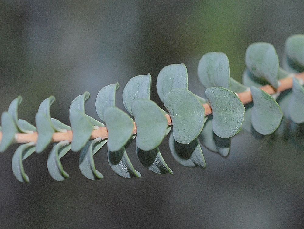 Myrtaceae Beaufortia orbifolia