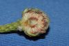 image of Brunia albiflora