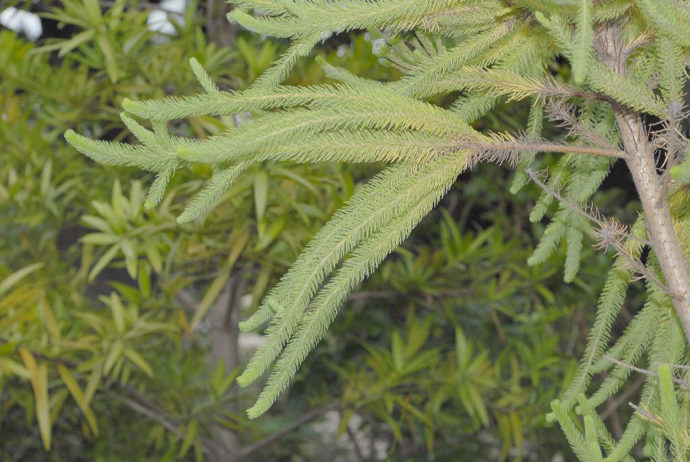 Bruniaceae Brunia albiflora