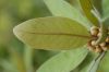 image of Litsea japonica