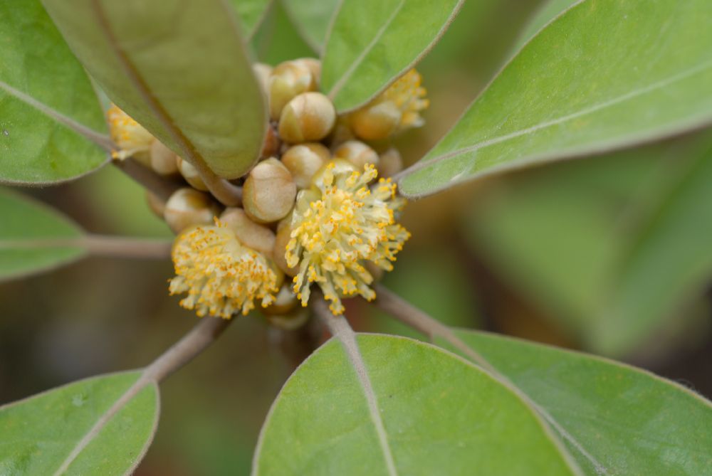 Lauraceae Litsea japonica