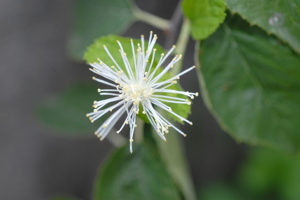 Rosaceae Neviusia Alabamensis