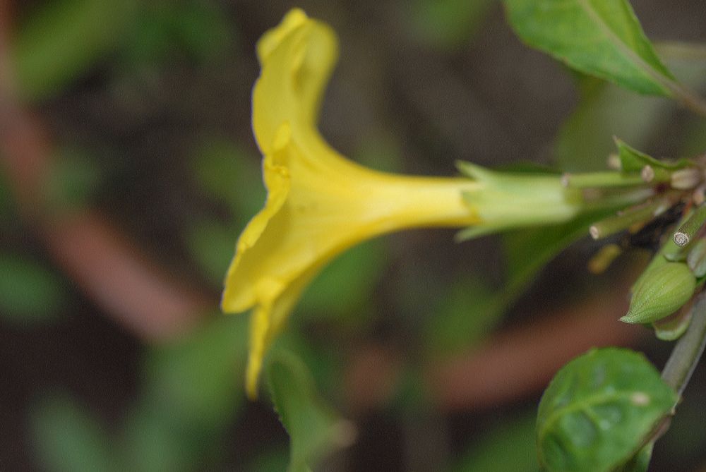 Linaceae Reinwardtia cicanoba